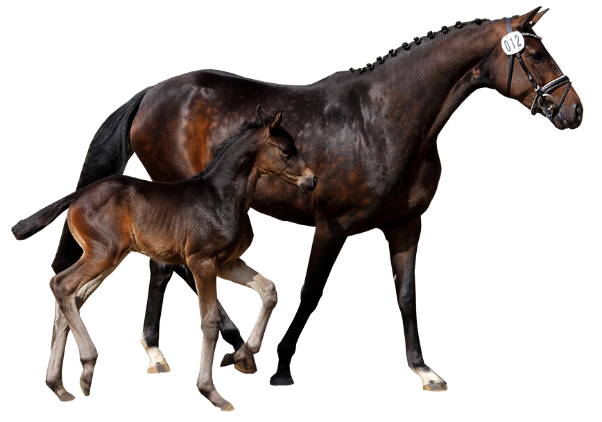 Ein Pferd und sein Fohlen